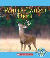 White-Tailed Deer 1
