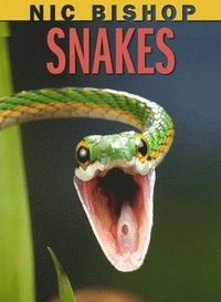 bokomslag Nic Bishop: Snakes