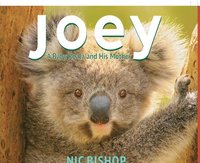 bokomslag Joey: A Baby Koala and His Mother