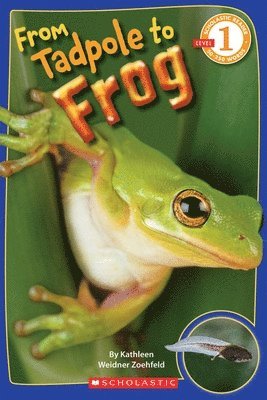 bokomslag From Tadpole To Frog (scholastic Reader, Level 1)