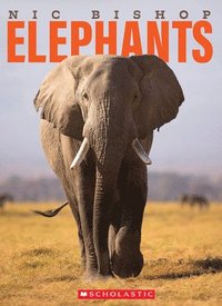 bokomslag Nic Bishop Elephants