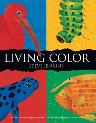 Steve Jenkins - Living Color, Häftad