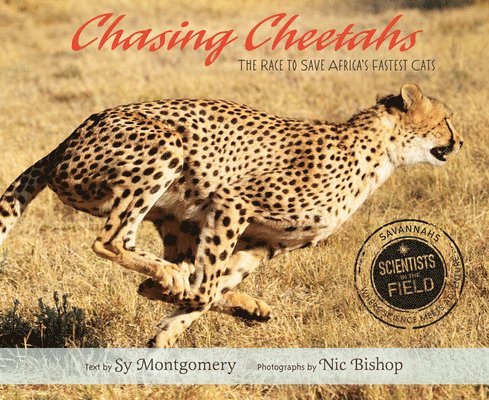 Chasing Cheetahs 1