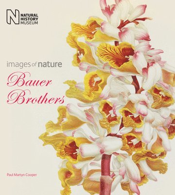 Paul Martyn Cooper - Cooper, P: The Bauer Brothers, Häftad