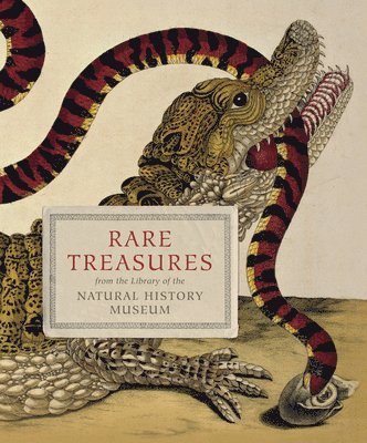 Rare Treasures 1