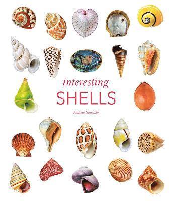 Interesting Shells 1