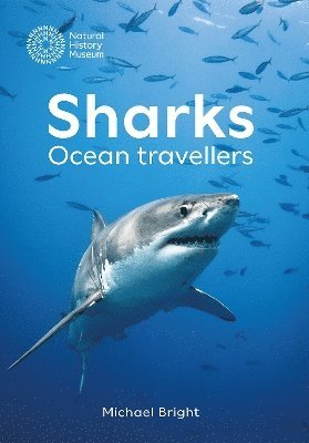 Michael Bright - Sharks, Inbunden