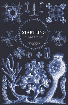 Linda France - Startling, Häftad