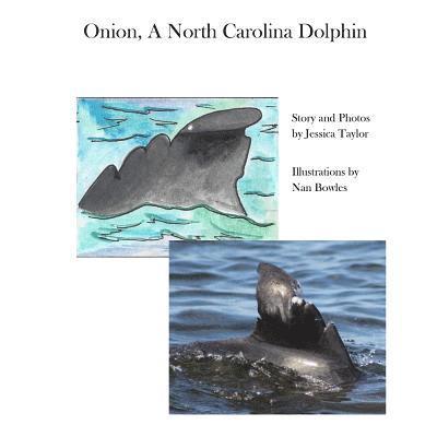 Onion, a North Carolina Dolphin 1