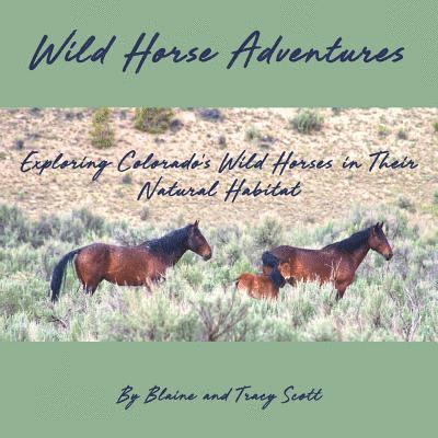 Wild Horse Adventures: Exploring Colorado's wild horses in their natural habitat