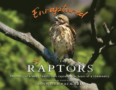 bokomslag Enraptured by Raptors