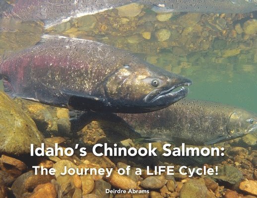 Idaho's Chinook Salmon 1