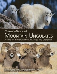 bokomslag Greater Yellowstone's Mountain Ungulates