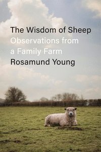 bokomslag The Wisdom of Sheep: Observations from a Family Farm