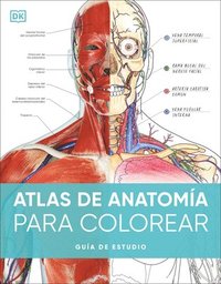 bokomslag Atlas de Anatomía Para Colorear (the Human Body Coloring Book): Guía de Estudio