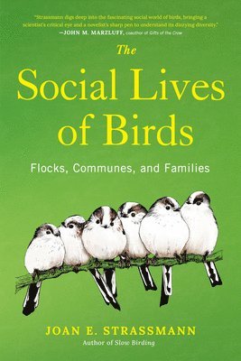 bokomslag The Social Lives of Birds