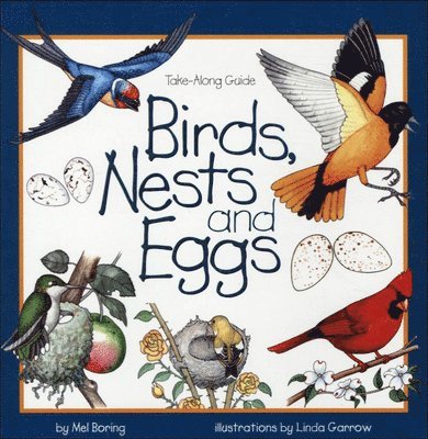 Bird, Nests and Eggs 1