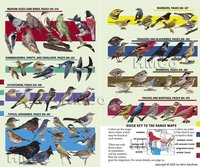 bokomslag Kaufman Field Guide to Birds of North America