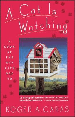 A Cat is Watching 1