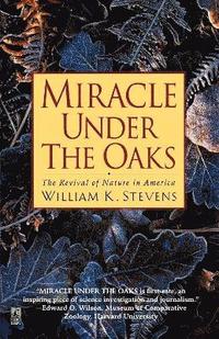 bokomslag Miracle Under the Oaks