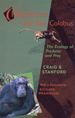 Chimpanzee and Red Colobus 1