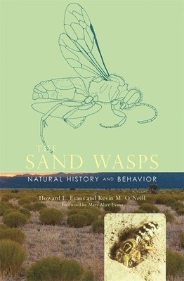 bokomslag Sand Wasps