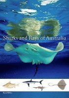 bokomslag Sharks and Rays of Australia