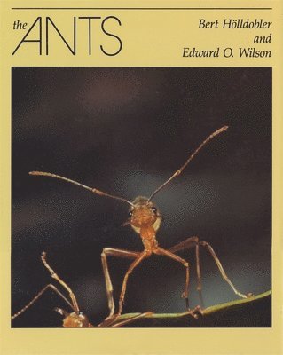 Bert Hölldobler, Edward O. Wilson - Ants, Inbunden