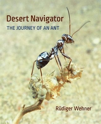 Desert Navigator 1