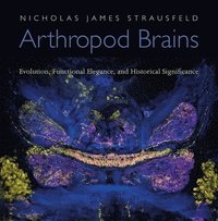 bokomslag Arthropod Brains
