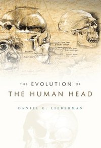 bokomslag The Evolution of the Human Head