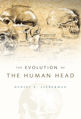 The Evolution of the Human Head 1