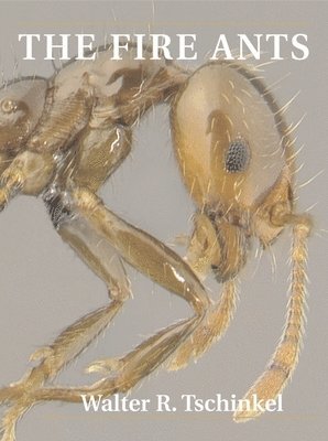 Fire Ants 1