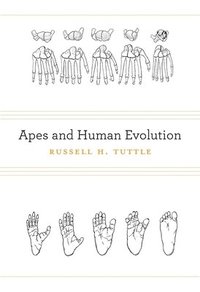 bokomslag Apes and Human Evolution