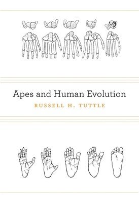 Apes and Human Evolution 1