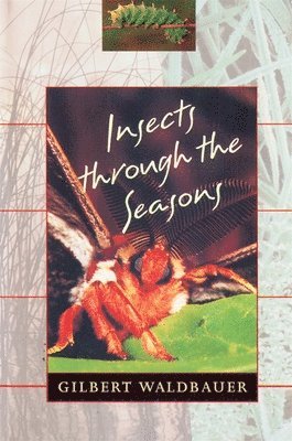 Gilbert Waldbauer - Insects through the Seasons, Häftad