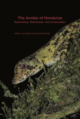 Anoles of Honduras