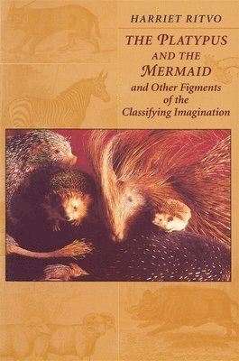 Platypus and the Mermaid