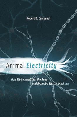 Animal Electricity 1