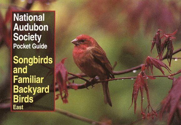National Audubon Society Pocket Guide to Songbirds and Familiar Backyard Birds: Eastern Region 1