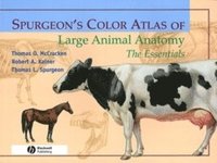 bokomslag Spurgeon's Color Atlas of Large Animal Anatomy