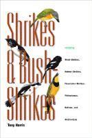 bokomslag Shrikes and Bush Shrikes