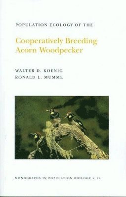 bokomslag Population Ecology of the Cooperatively Breeding Acorn Woodpecker