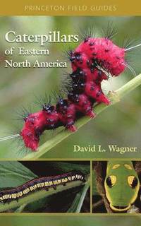 bokomslag Caterpillars of Eastern North America