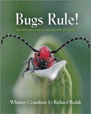 Bugs Rule! 1