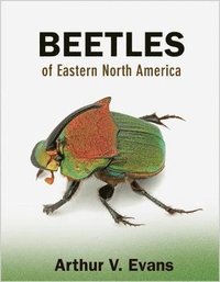 bokomslag Beetles of Eastern North America