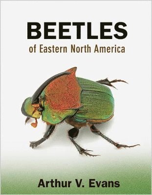 bokomslag Beetles of Eastern North America
