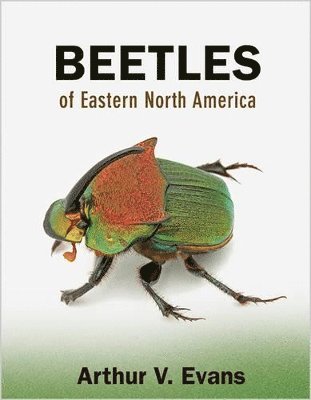 Beetles of Eastern North America 1