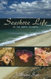 bokomslag A Photographic Guide to Seashore Life in the North Atlantic