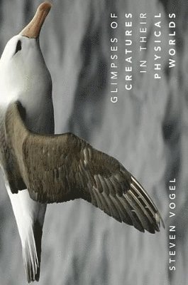 Steven Vogel - Glimpses of Creatures in Their Physical Worlds, Häftad